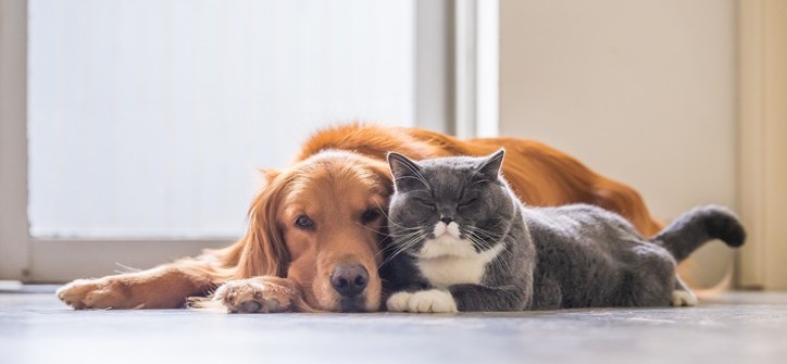 Foto1 Caes e Gatos Universeguros set 2025 Foto1 Caes e Gatos Universeguros set 2025