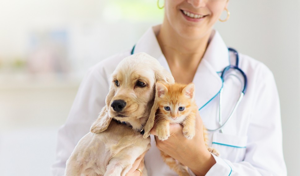 Foto2 Caes e Gatos Universeguros set 2025 Foto2 Caes e Gatos Universeguros set 2025