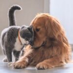 Seguro para Cães e Gatos: Proteção para quem faz parte da família