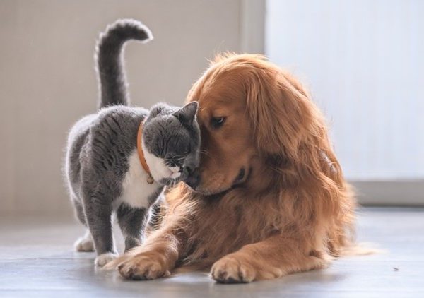 capa Caes e Gatos Universeguros set 2025