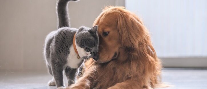 capa Caes e Gatos Universeguros set 2025